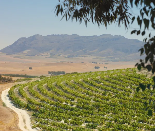Chenin Blanc: Druvan som räddades av historien i Sydafrika